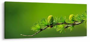 Zöld fenyőtoboz képe (120x50 cm)