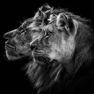 Fotográfia Lion and Lioness Portrait, Laurent Lothare Dambreville