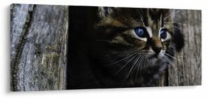 Cica képe (120x50 cm)