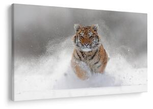 Futó tigris a hóban képe (90x60 cm)