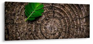 Kép egy levél a fatörzsön (120x50 cm)