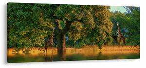 Zsiráf a természetben képe (120x50 cm)