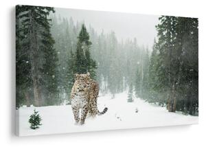Leopárd a hóban képe (90x60 cm)