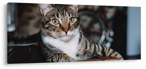 Macska képe (120x50 cm)