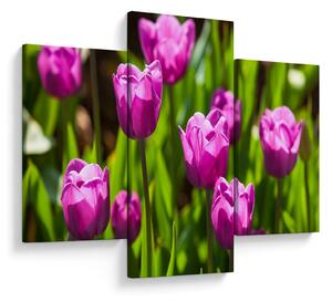Tulipánok a réten képe (90x60 cm)