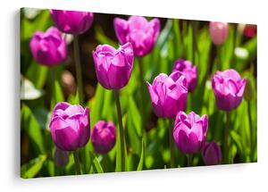 Tulipánok a réten képe (90x60 cm)