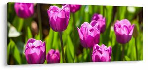 Tulipánok a réten képe (120x50 cm)