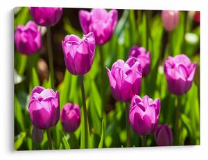 Tulipánok a réten képe (70x50 cm)
