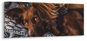 Egy kép fekvő kutyákról (120x50 cm)