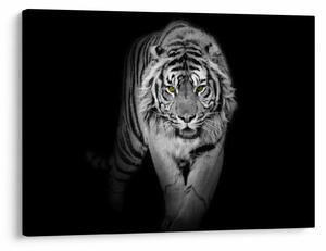 Kép - Sárga szemű tigris (70x50 cm)