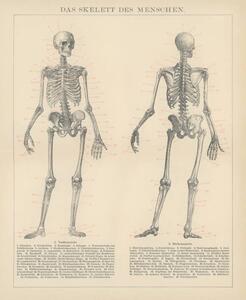 Illusztráció Old engraved illustration of human skeletons, mikroman6