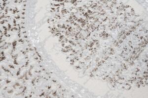 SAHARA Modern vintage szőnyeg krémszínű Szélesség: 80 cm | Hossz: 150 cm