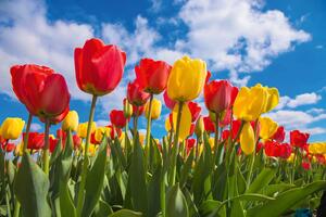 Nem szőtt fotótapéta tavaszi tulipán mező 375 x 250 cm