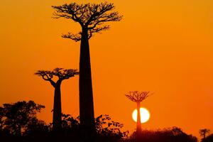 Nem szőtt fotótapéta baobab naplementekor 375 x 250 cm