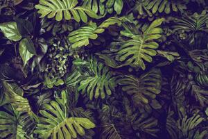 Nem szőtt fotótapéta monstera levelek 375 x 250 cm