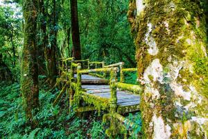 Nem szőtt fotótapéta nemzeti park thaiföldön 375 x 250 cm
