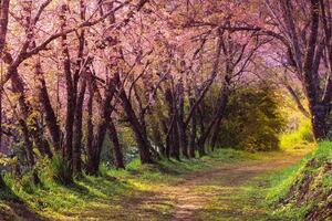 Nem szőtt fotótapéta rózsaszín sakura 375 x 250 cm