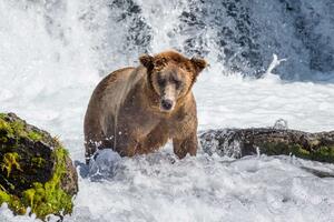 Nem szőtt fotótapéta medve a zuhatagban 375 x 250 cm