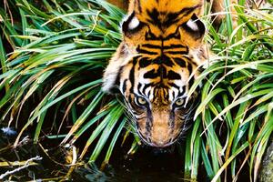 Nem szőtt fotótapéta tigris a folyó mellett 375 x 250 cm