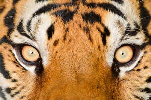 Nem szőtt fotótapéta tigris szeme 375 x 250 cm