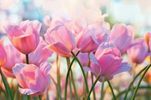 Nem szőtt fotótapéta rózsaszín tulipánok 375 x 250 cm