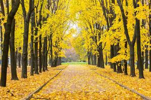 Nem szőtt fotótapéta őszi park 375 x 250 cm