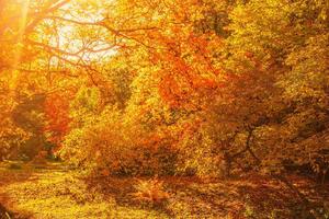 Nem szőtt fotótapéta őszi juharfák 375 x 250 cm