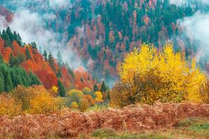 Nem szőtt fotótapéta gyönyörű erdei táj 375 x 250 cm
