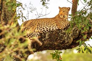 Nem szőtt fotótapéta afrikai leopárd 375 x 250 cm