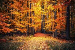 Nem szőtt fotótapéta ösvény az őszi parkban 375 x 250 cm