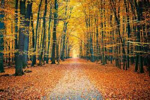 Nem szőtt fotótapéta színes őszi park 375 x 250 cm