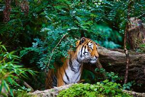 Nem szőtt fotótapéta tigris a dzsungelben 375 x 250 cm