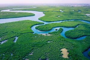Nem szőtt fotótapéta mangrove erdők 375 x 250 cm