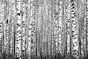Nem szőtt fotótapéta tavaszi törzsek 375 x 250 cm