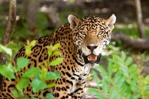Nem szőtt fotótapéta jaguár a vadonban 375 x 250 cm