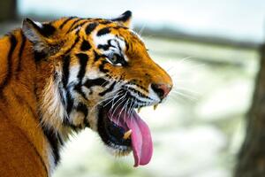Nem szőtt fotótapéta usszuri tigris 375 x 250 cm
