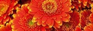 Konyhai fotótapéta - gerbera 180 x 60 cm