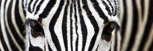 Konyhai fotótapéta - zebra 180 x 60 cm