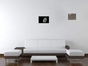 Gario Vászonkép Oroszlán az árnyékban Méret: 40 x 60 cm