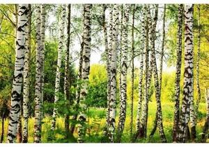 Nem szőtt fotótapéta nyírerdő 375 x 250 cm