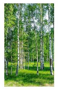 Nem szőtt fotótapéta a falra nyírfa liget 150 x 250 cm