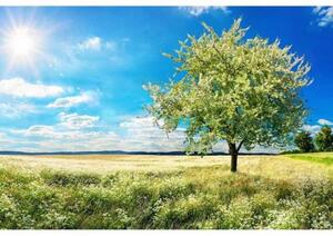 Nem szőtt fotótapéta egy fa a réten 375 x 250 cm