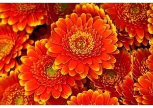 Nem szőtt fotótapéta gerbera 375 x 250 cm