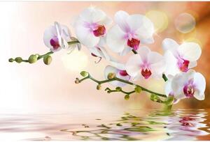 Nem szőtt fotótapéta fehér orchidea 375 x 250 cm