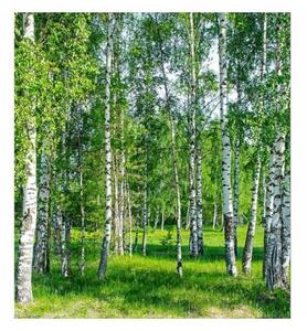 Nem szőtt fotótapéta nyírfa liget 225 x 250 cm