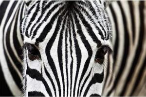 Nem szőtt fotótapéta zebra 375 x 250 cm