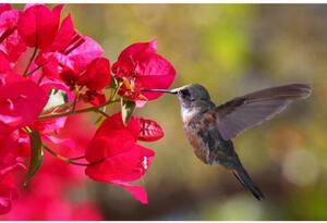 Nem szőtt fotótapéta kolibri 375 x 250 cm