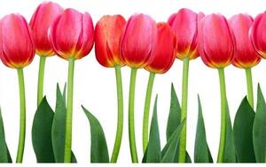 Nem szőtt fotótapéta tulipánok 375 x 250 cm