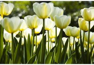 Nem szőtt fotótapéta fehér tulipán 375 x 250 cm