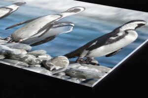 Plexi a konyhapult mögött pingvinek - 240 x 60 cm